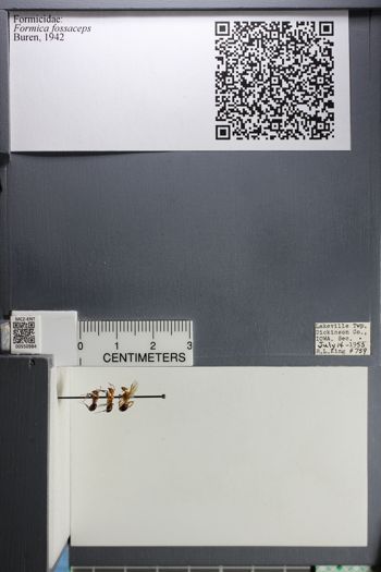 Media type: image;   Entomology 550984
